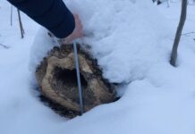 В Шепаривському лесничестве лесная охрана обнаружила незаконную рубку деревьев
