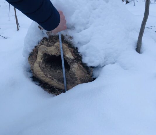 В Шепаривському лесничестве лесная охрана обнаружила незаконную рубку деревьев