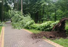 В Івано-Франківському міському парку через негоду впало майже столітнє дерево