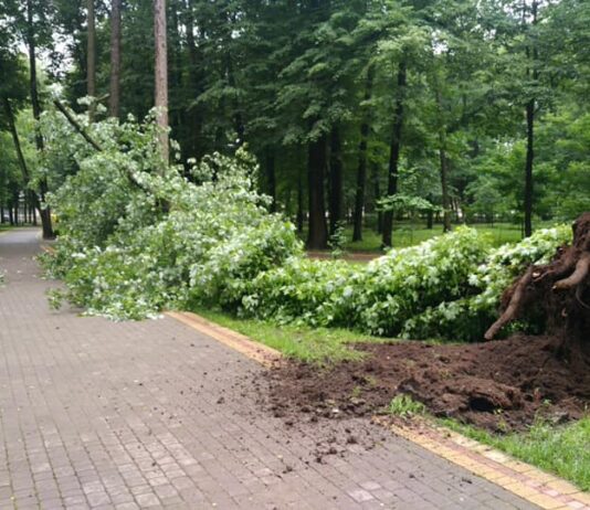 В Ивано-Франковском городском парке из-за непогоды упало почти столетнее дерево