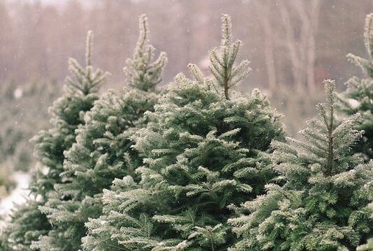 Быть сознательным покупателем и не способствовать злоумышленникам: Началась операция "Новогодняя елка"