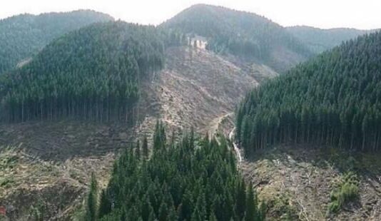 Активисты начали бороться с массовой вырубкой лесов в Прикарпатье