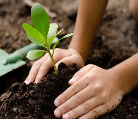 С 1 марта в Ивано-Франковске можно будет посадить «памятное дерево»