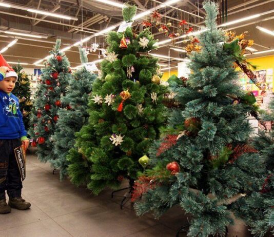 Живая или искусственная: какую елку следует выбрать на новогодние праздники?