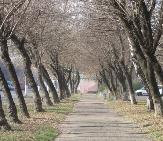 В сети назвали это феноменом: на Прикарпатье есть необычная аллея с покосившихся деревьев