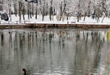 В этом году "жители" городского озера будут зимовать с комфортом