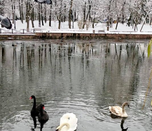 В этом году "жители" городского озера будут зимовать с комфортом