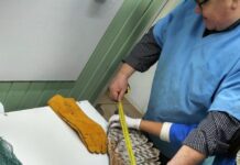 Обессиленная птица: Финский ястреб нуждается в реабилитации
