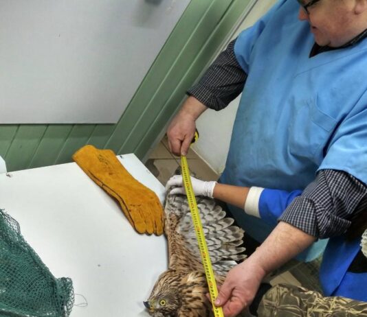 Обессиленная птица: Финский ястреб нуждается в реабилитации