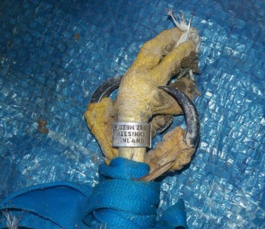 Хищная птица в одном из лесхозов области: Спасти и помочь