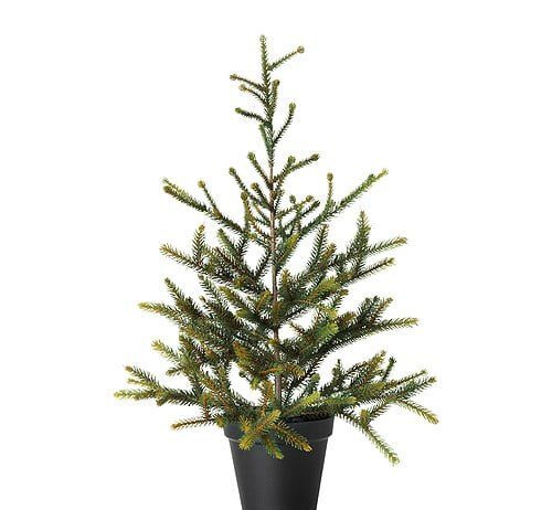 Франкивчан приглашают приобрести елку в горшке: Советы в выборе и особенности ухода