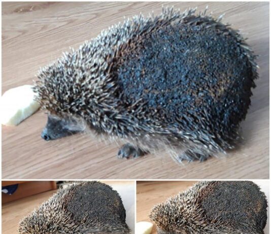 Прикарпатка спасла ежика, который горел при сжигании сухой травы