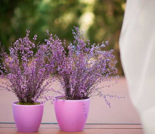 Какие вазоны способны улучшить микроклимат в комнате