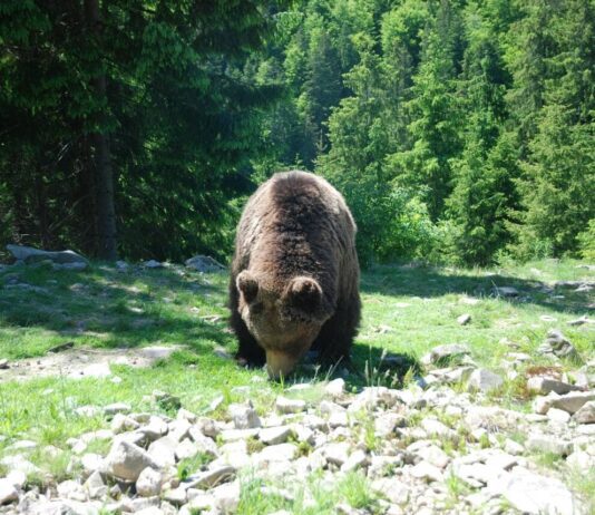 Фотоловушки в лесах Прикарпатья: мощная защита от браконьеров