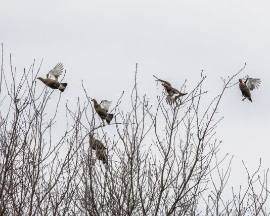 В Чернобыльском заповеднике орнитологи зафиксировали рекордное количество краснокнижных птиц