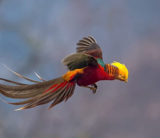 На Прикарпатье супруги ведут выгодный бизнес на экзотических птицах