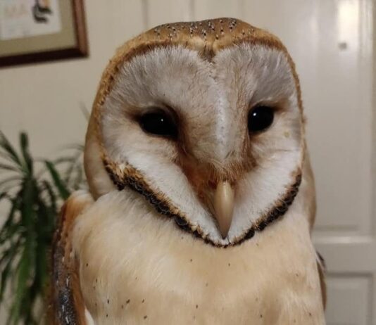 В Центре реабилитации диких животных новая жительница — червонокнижна сипуха. ФОТО