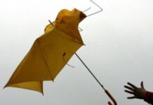 Прикарпатцам советуют, как вести себя во время сильного ветра