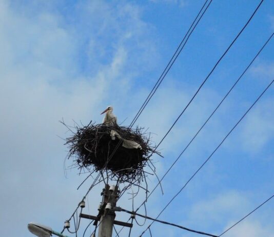 На Прикарпатье энергетики модернизировали гнёзда аистов