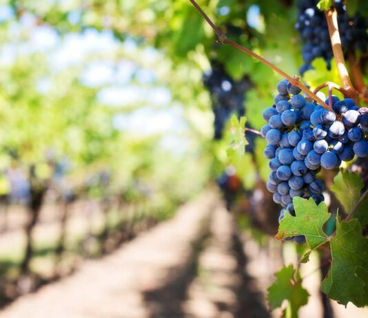 Прикарпатья возвращается к массовому выращиванию винограда
