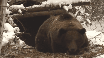 Переехав в Прикарпатье, семья медведей впервые упала в спячку