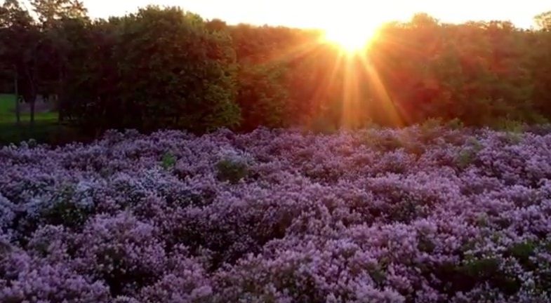 бузковий гай