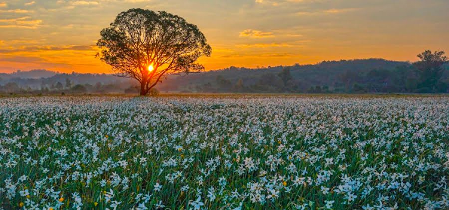 долина нарцисів