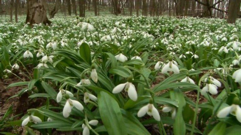 підсніжники Ічнянський національний парк