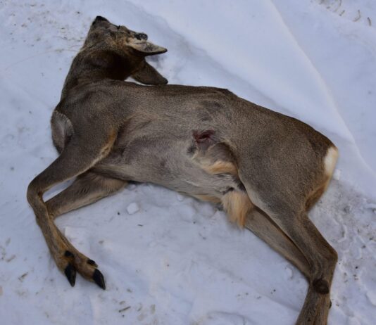 На Богородчанщины егерская служба задержала военнослужащего с тушей убитой косули