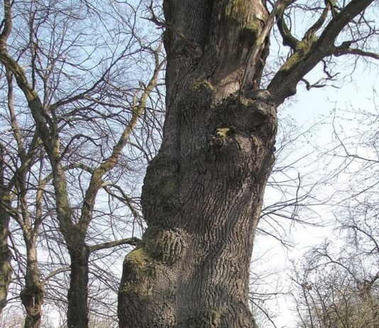 На Прикарпатье растет дуб, возраст которого может достигать полтысячелетия