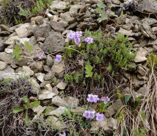 Ученые из Чехии нашли на Прикарпатье одно из самых редких растений мира — фиалку Джоя