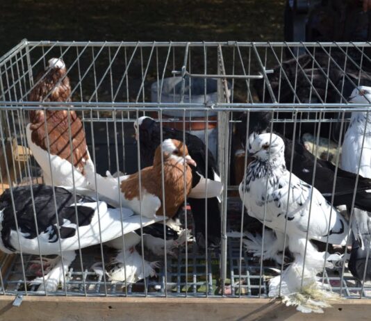 Более 50 видов: в Франковске прошла выставка голубей