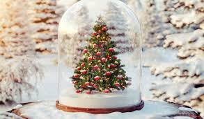 Праздники закончились: коммунальщики просят франкивчан не выбрасывать елки в мусорный контейнер