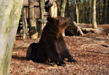 Косолапый хозяин прогулевался Буковелем