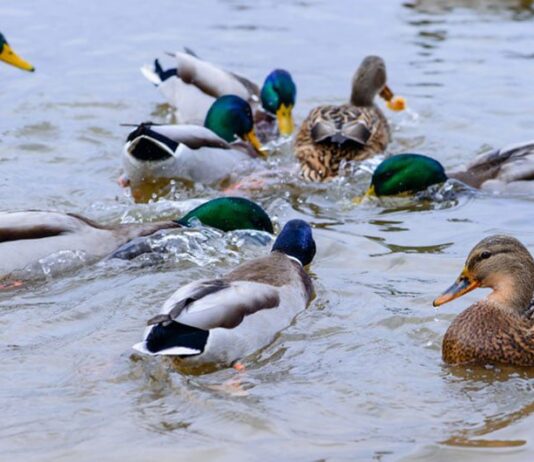 Подкармливаете или убиваете? Франковцев призывают не кормить уток на озере