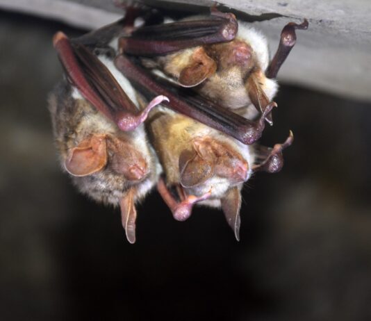 На Прикарпатье в Днестровском парке хотят создать центр реабилитации летучих мышей