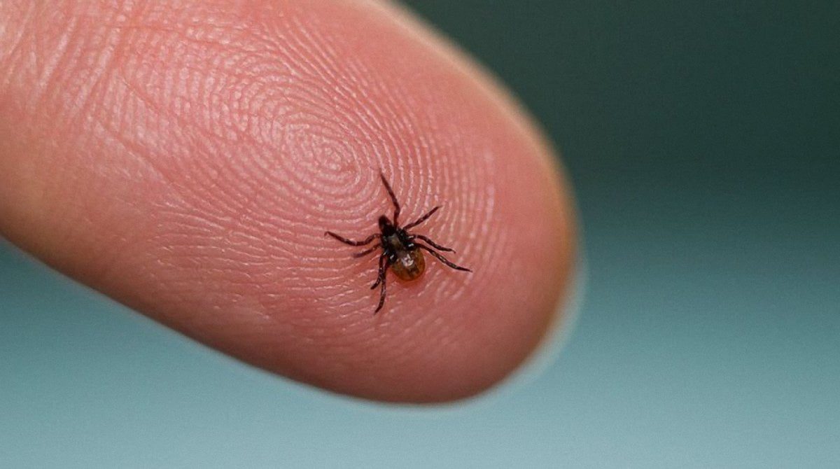 ще одна небезпека цієї весни на прикарпатті