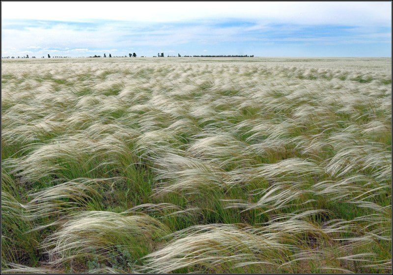 ковили Асканія нова