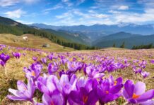 7 туристичних місць в Україні, які варто відвідати весною