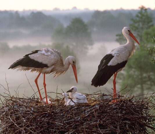 Прикарпатцы могут следить онлайн за гнездом аистов