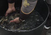 "Бурштынское море" заполнили тоннами рыбы