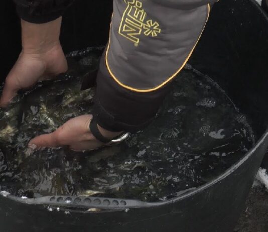 "Бурштынское море" заполнили тоннами рыбы