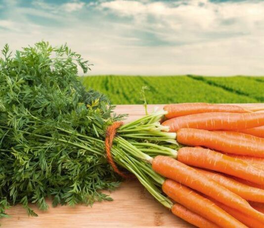 Как жители села на Прикарпатье зарабатывают на выращивании моркови