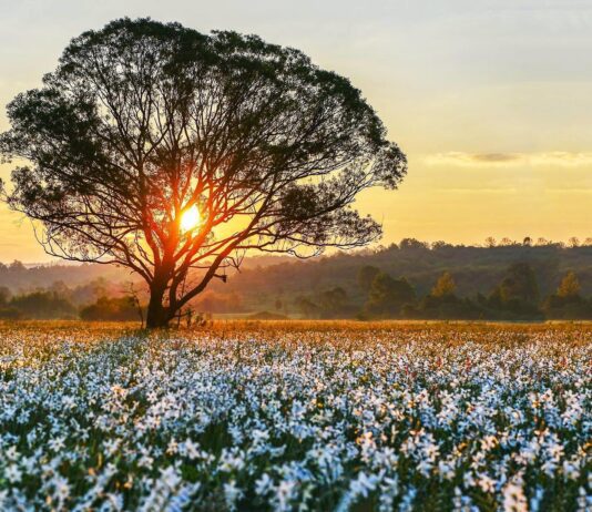 Поджигатель сухой травы уничтожил "Долину нарциссов"