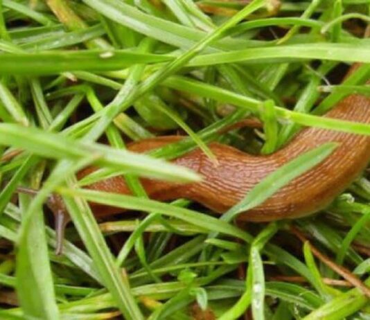 Испанские слизни безжалостно уничтожают растения прикарпатцев