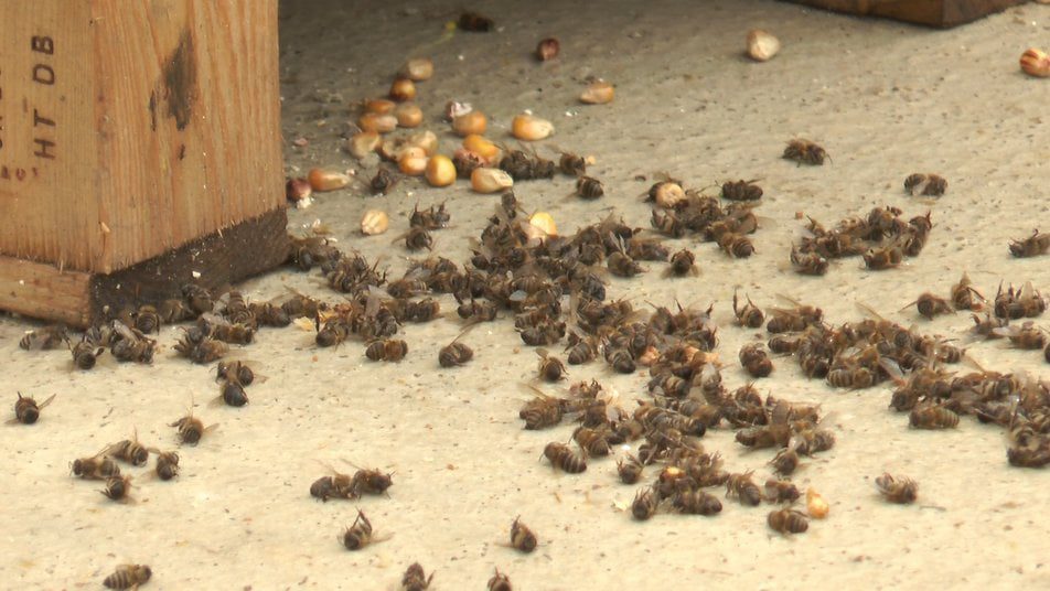 прикарпаття може залишитись без меду