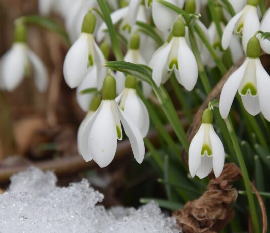 В Ивано-Франковске начали штрафовать продавцов первоцветов