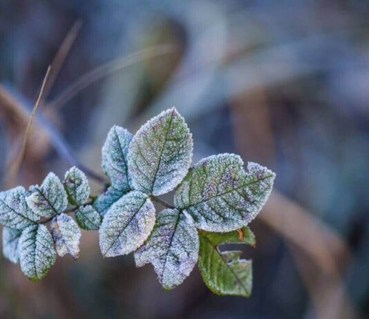Ночные заморозки повредили урожай прикарпатцев