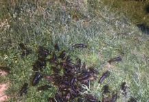 І знову браконьєри на Німецькому озері