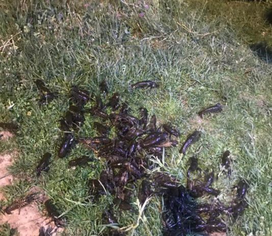 И опять браконьеры на Немецком озере